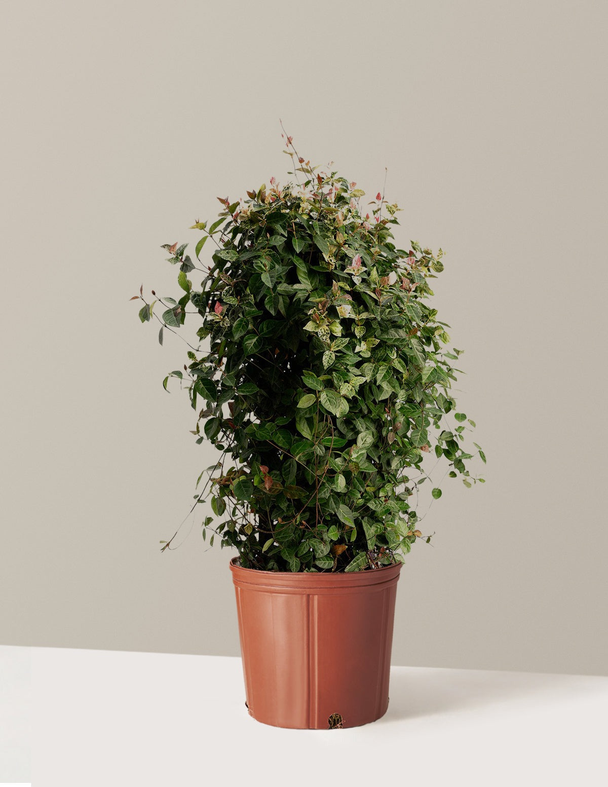 Snow-N-SummerTM Asiatic Jasmine