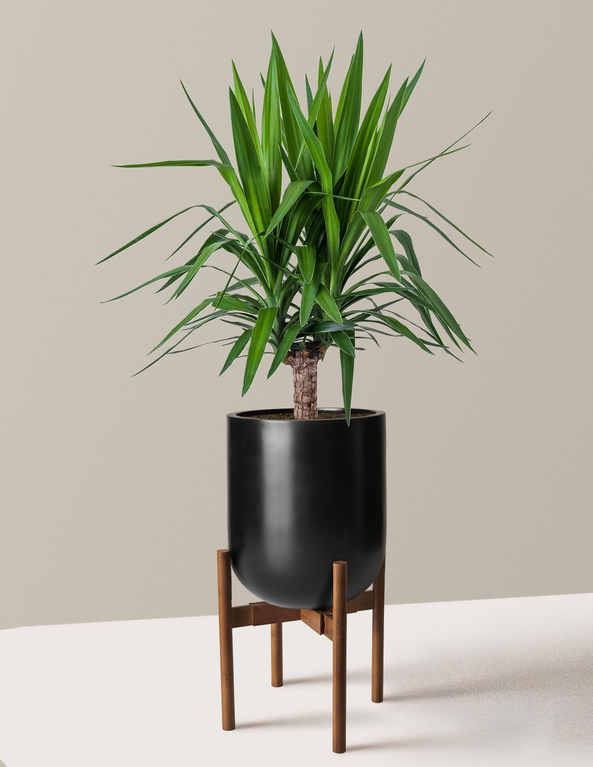 Yucca Plant Single Stem
