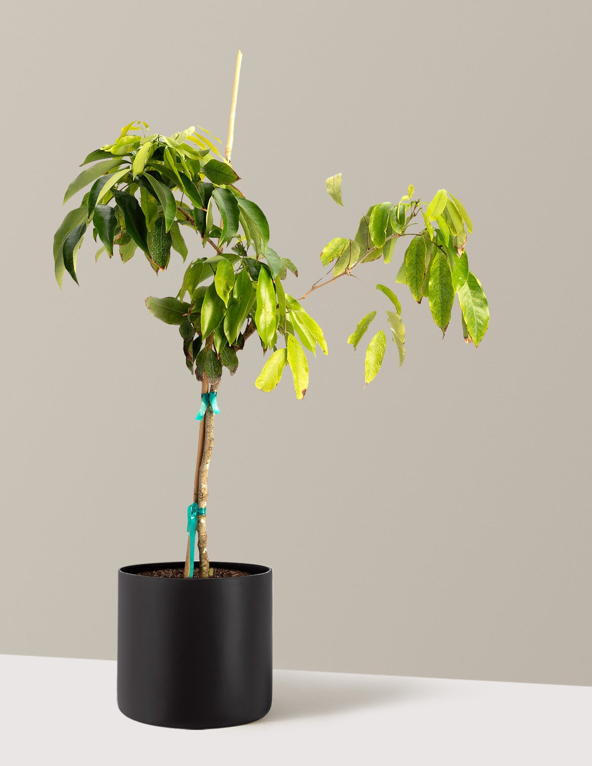 Mauritius Lychee