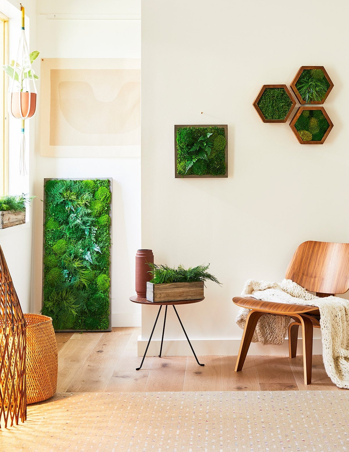 Medium Preserved Living Wall