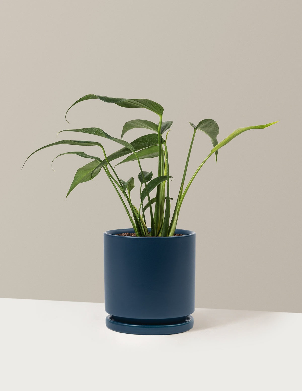 Monstera Burle Marx Flame