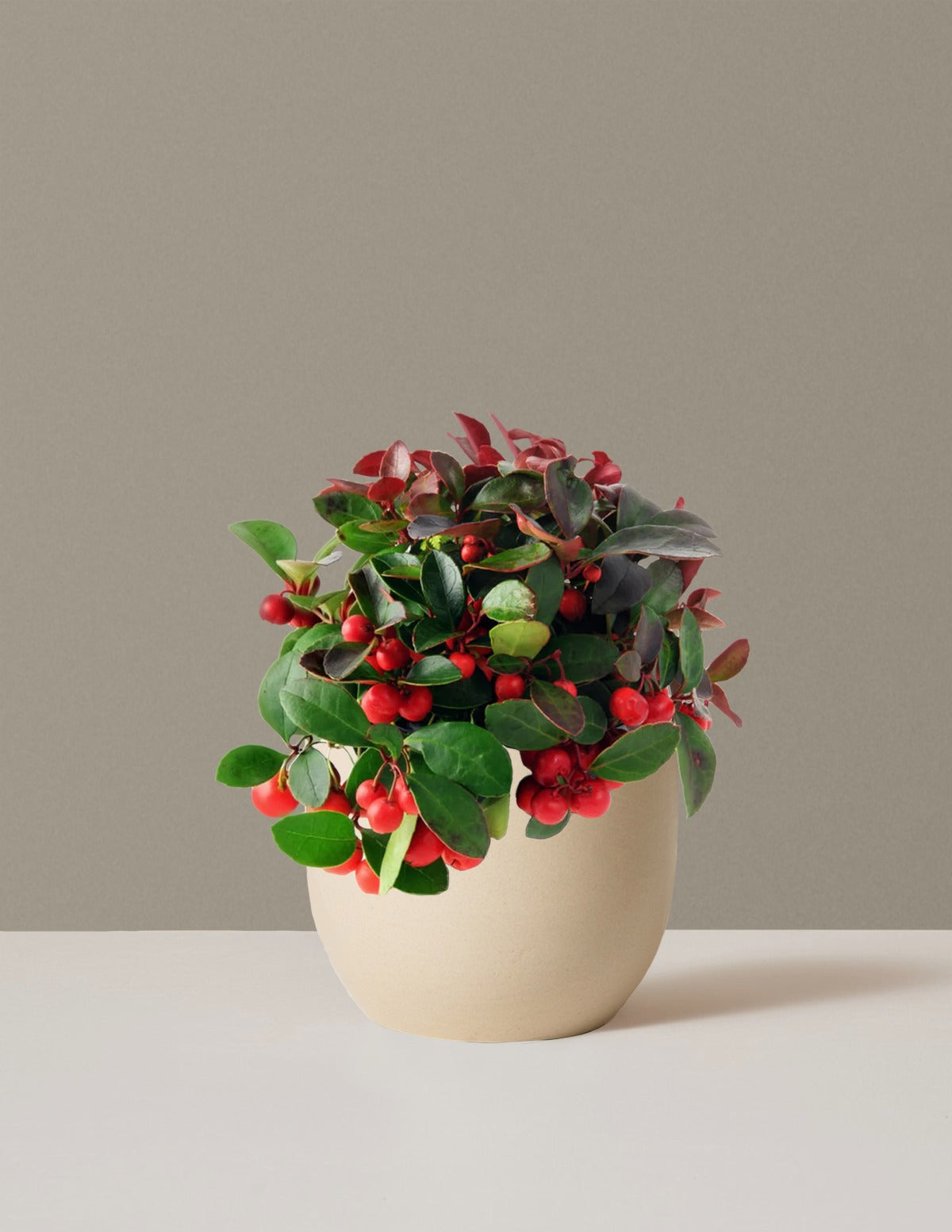 Wintergreen Cherry Berries