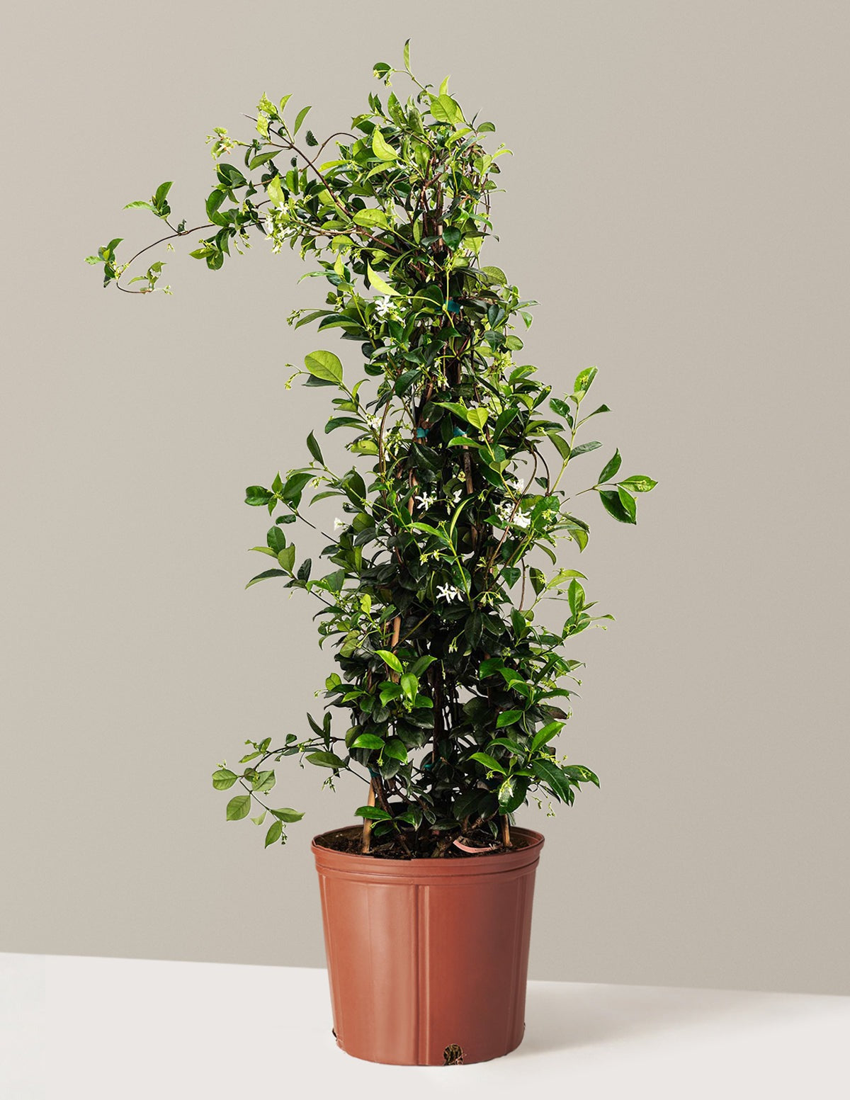 Star Jasmine