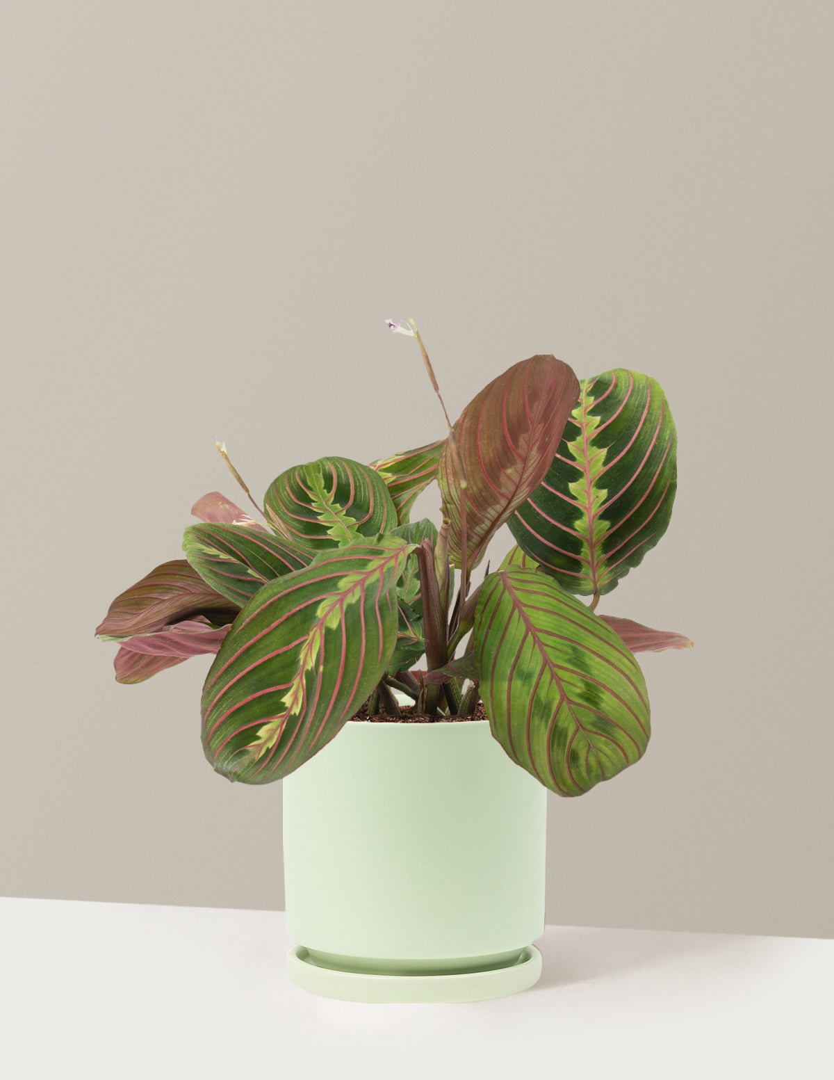 Red Prayer Plant