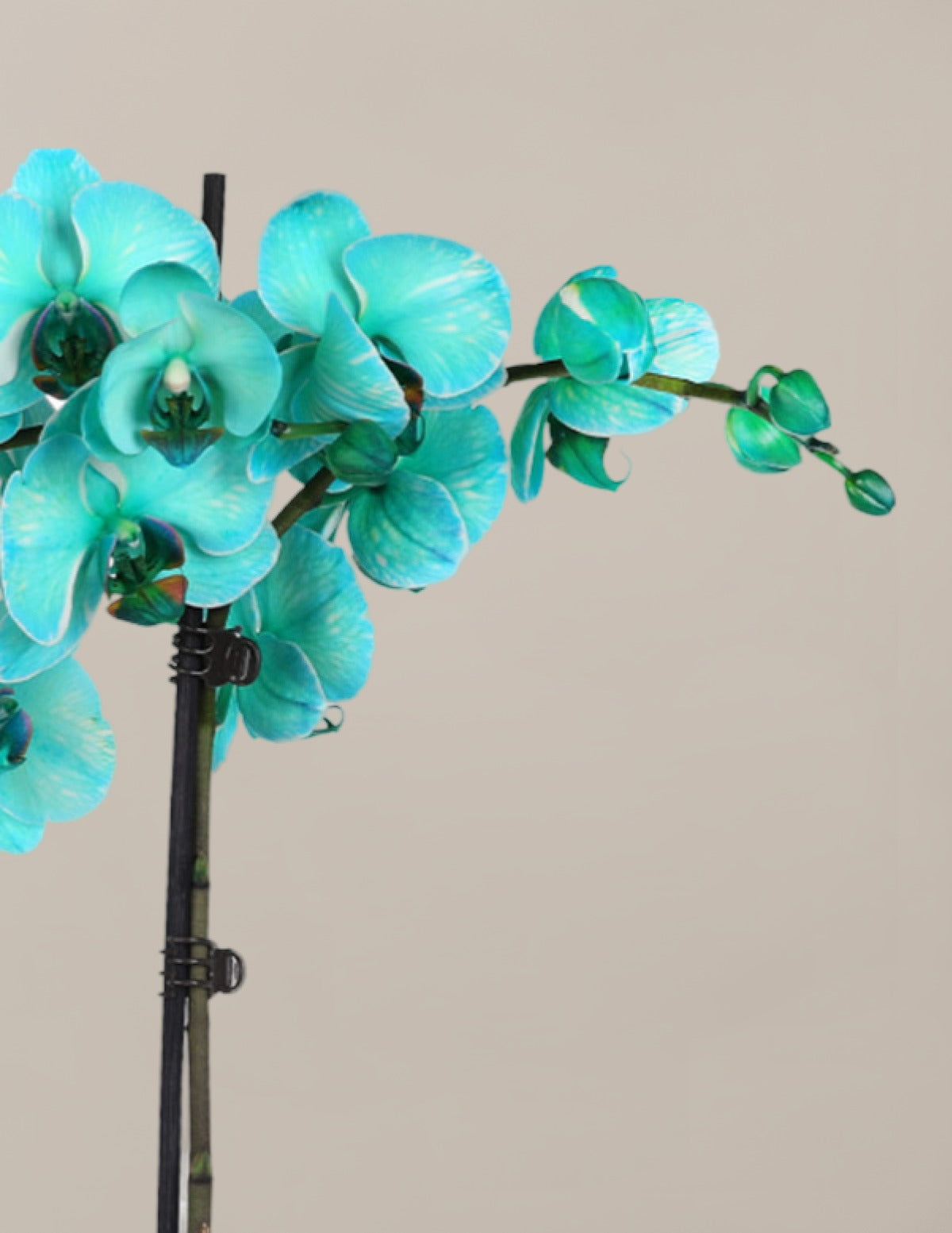 Turquoise Watercolor Double Orchid