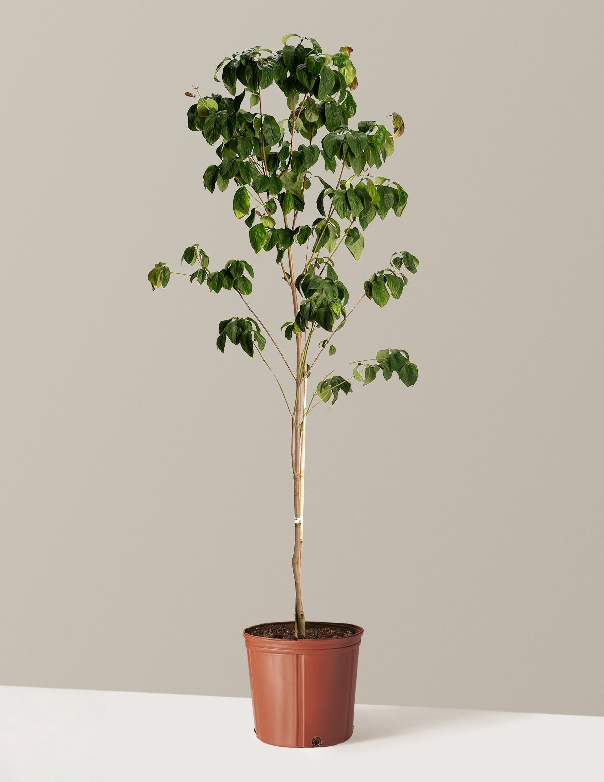 Cherokee Brave Pink Dogwood