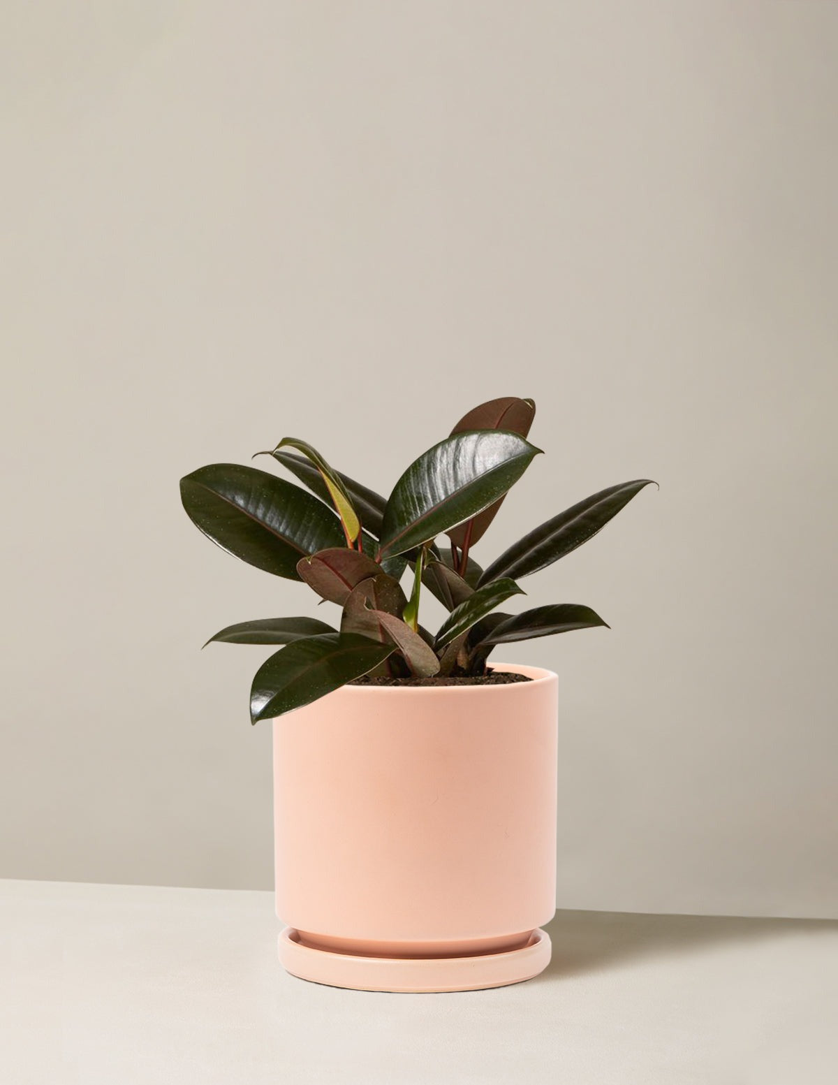 Ficus Burgundy Rubber Plant