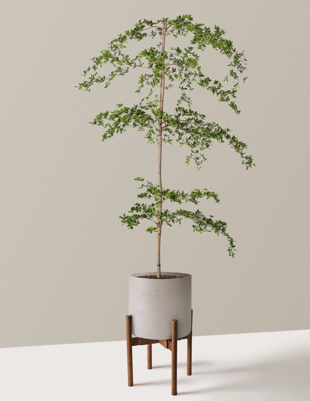 Black Olive Tree