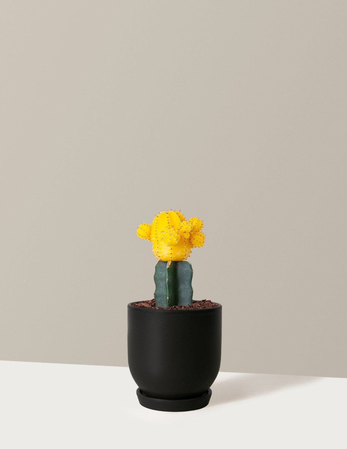 Moon Cactus
