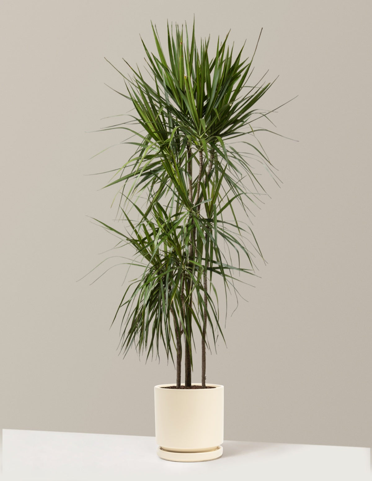 Dracaena Marginata Tree