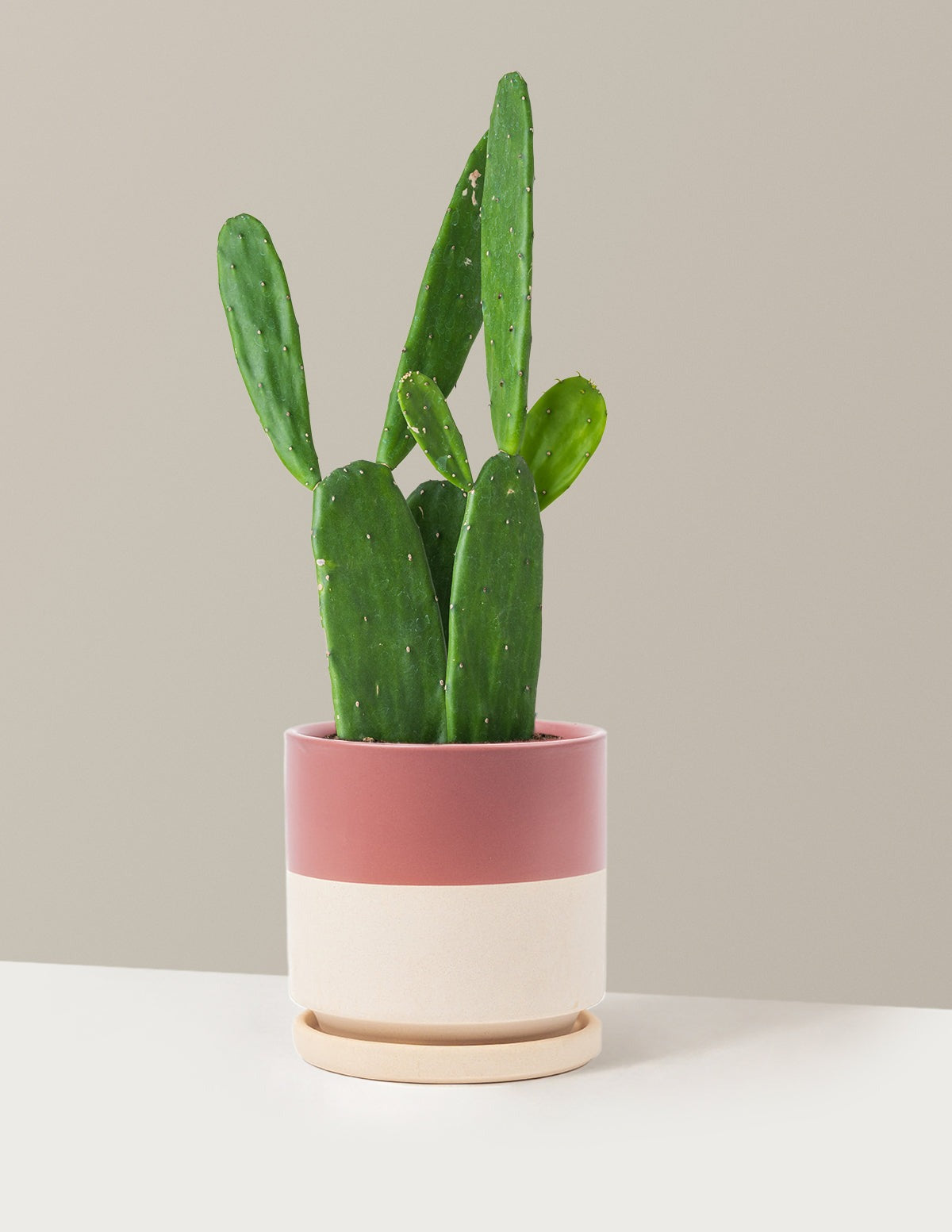 Prickly Pear Cactus