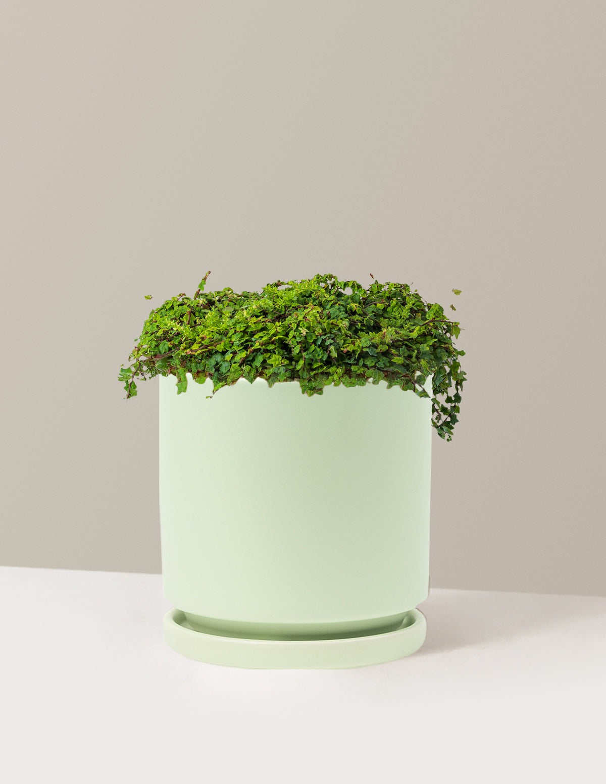 String of Frogs