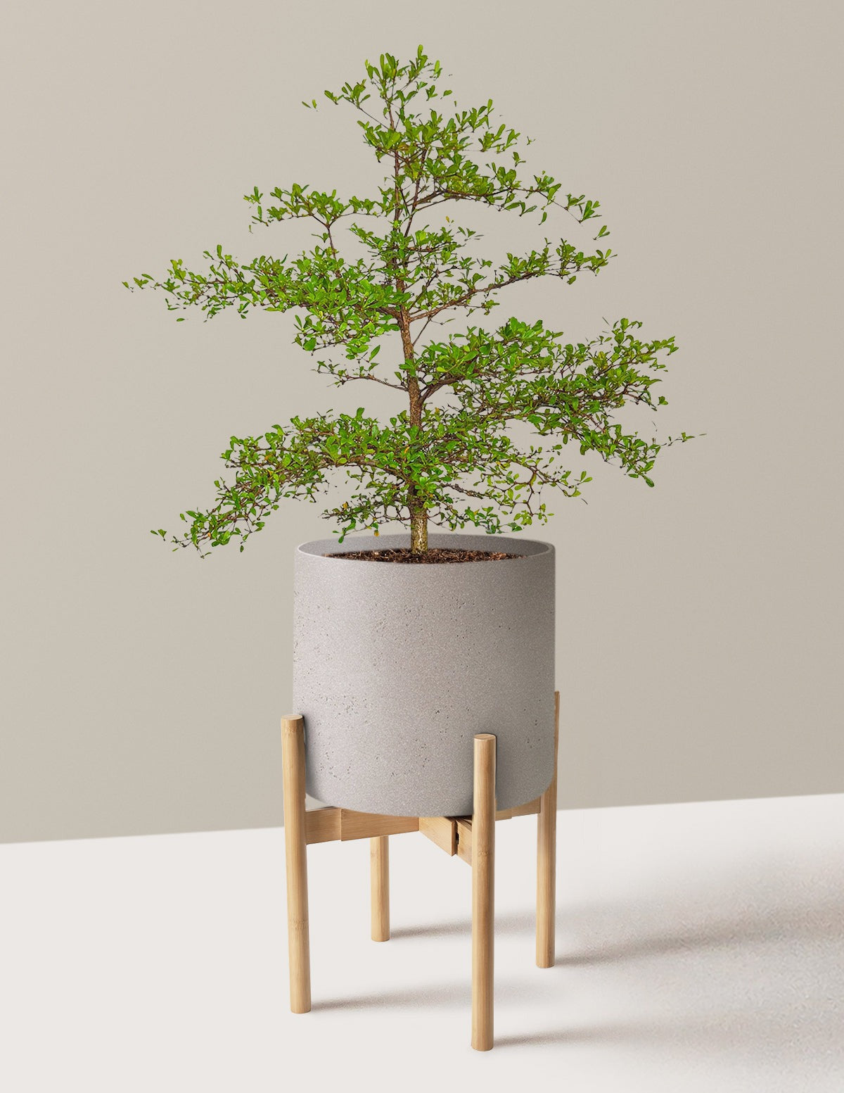 Black Olive Tree