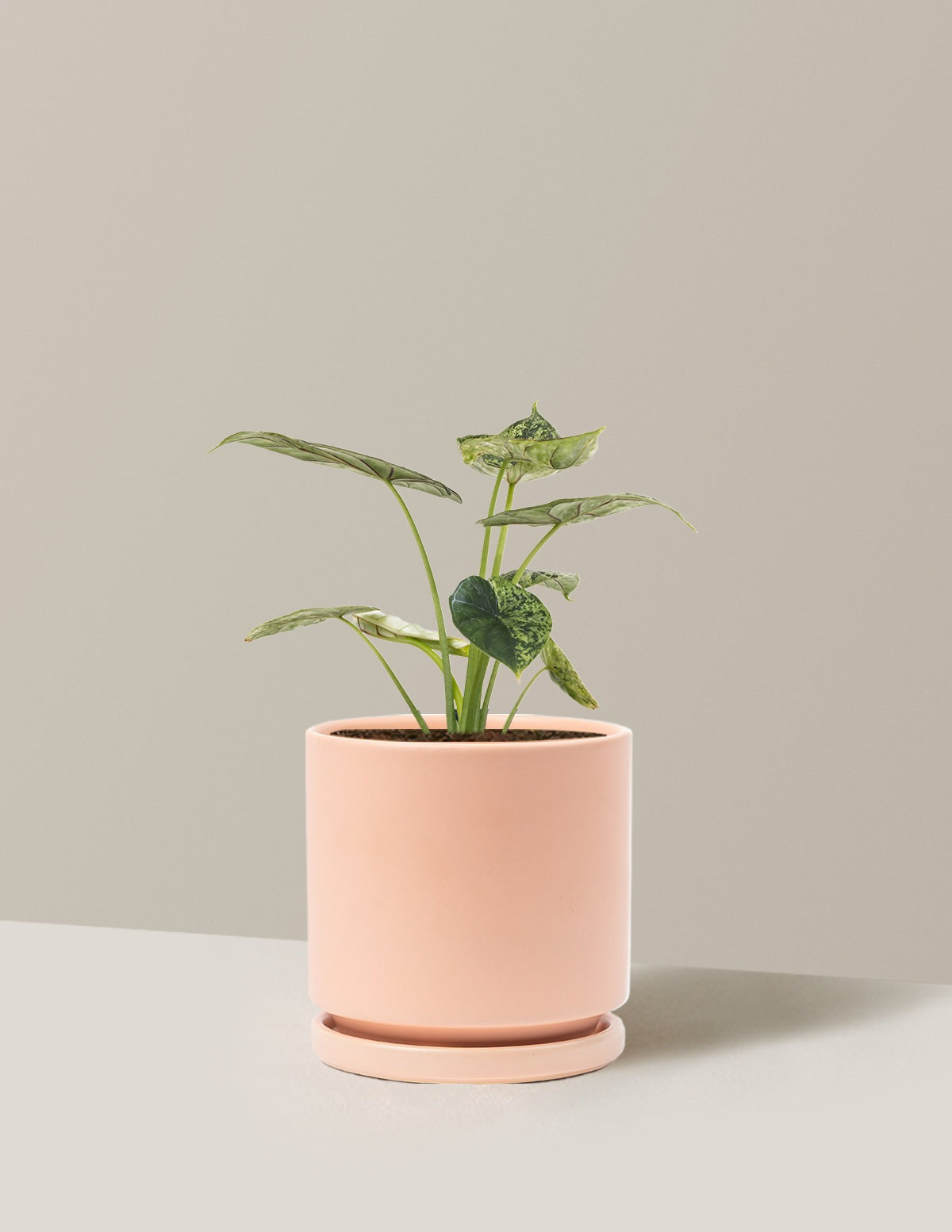 Alocasia Green Mint