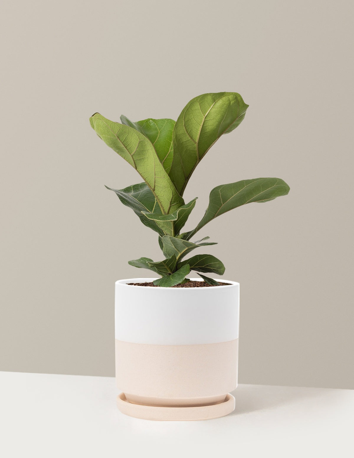 Fiddle Leaf Fig