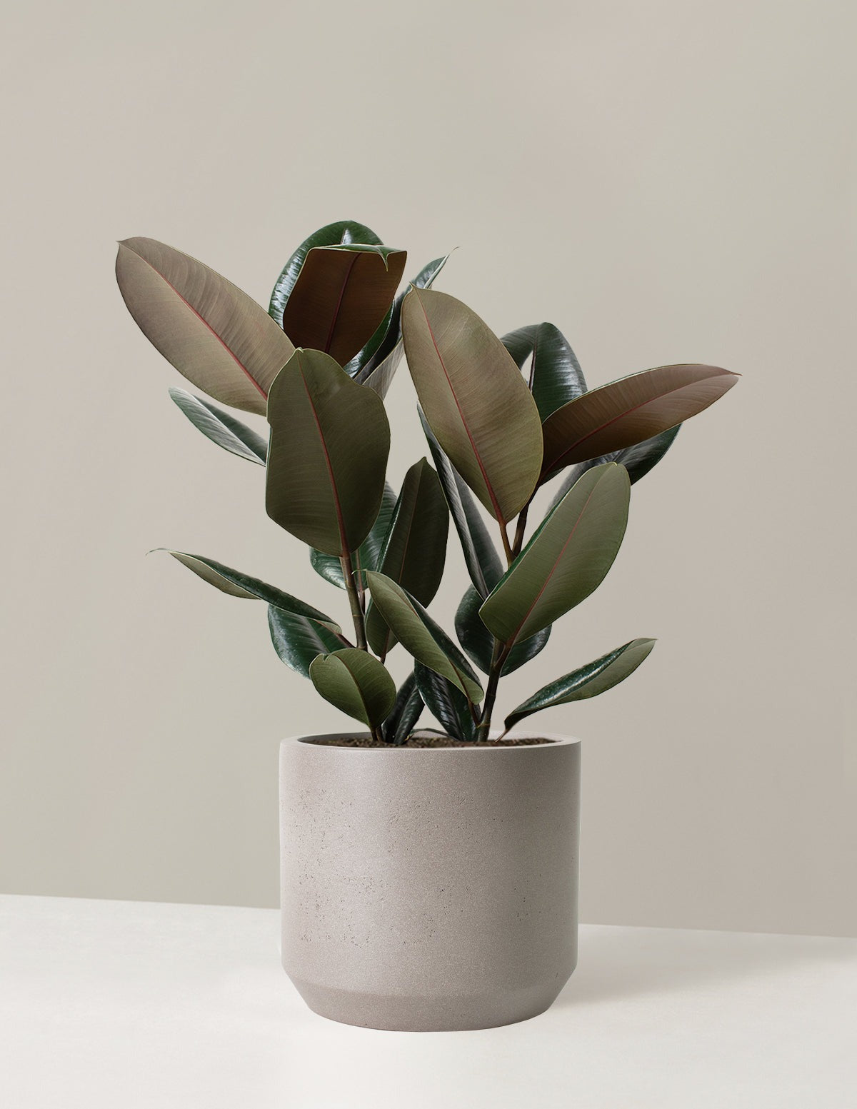 Ficus Burgundy Rubber Plant