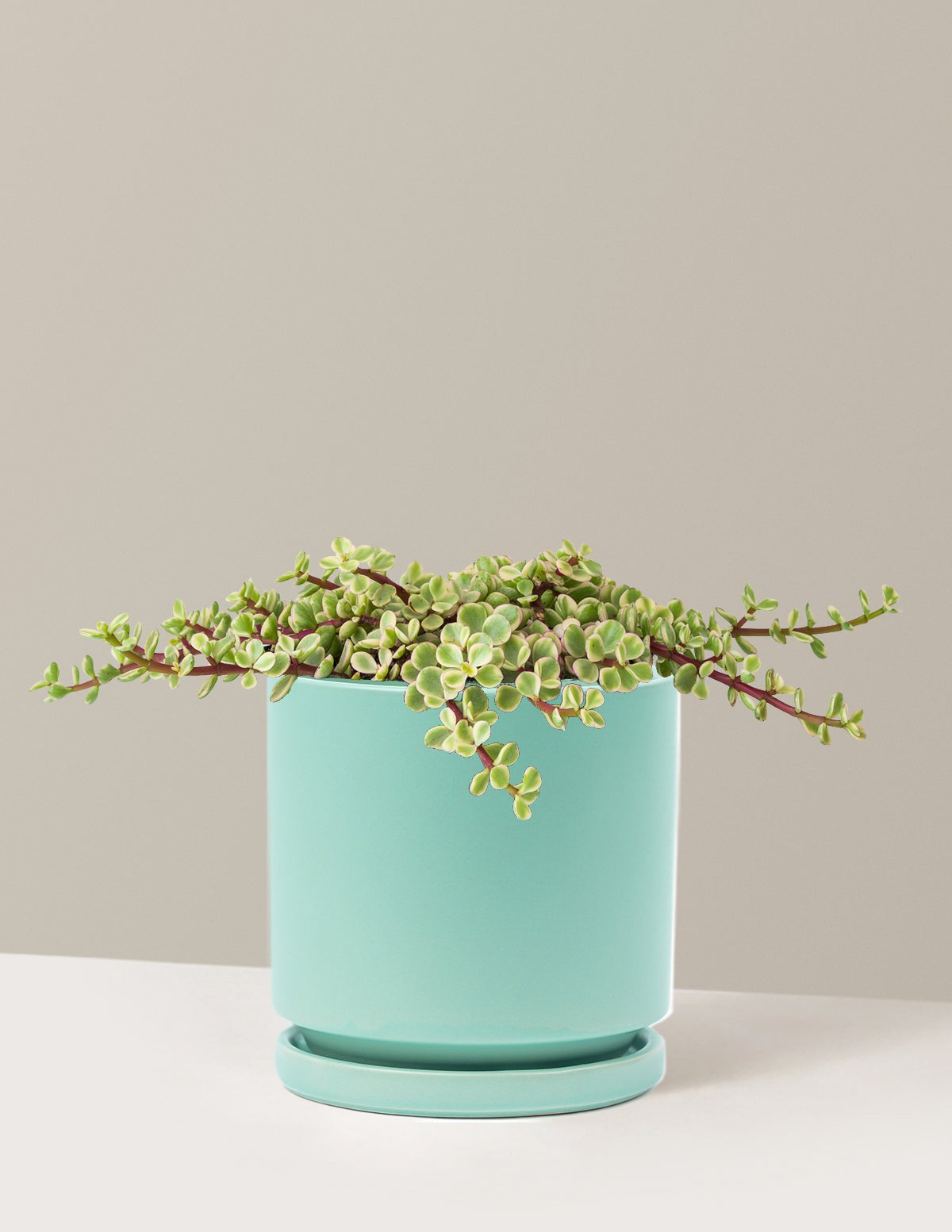 Variegated Elephant Bush Prosperity Plant