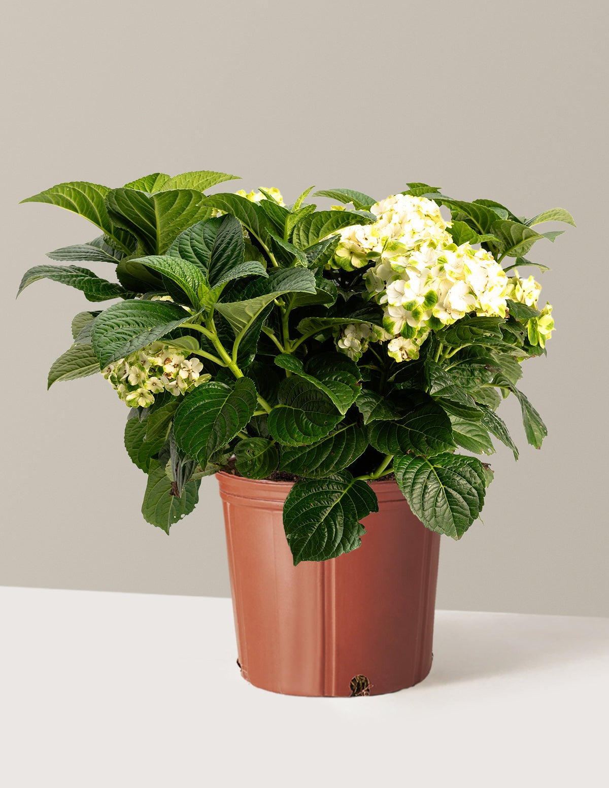 Grin and TonicTM Reblooming Hydrangea