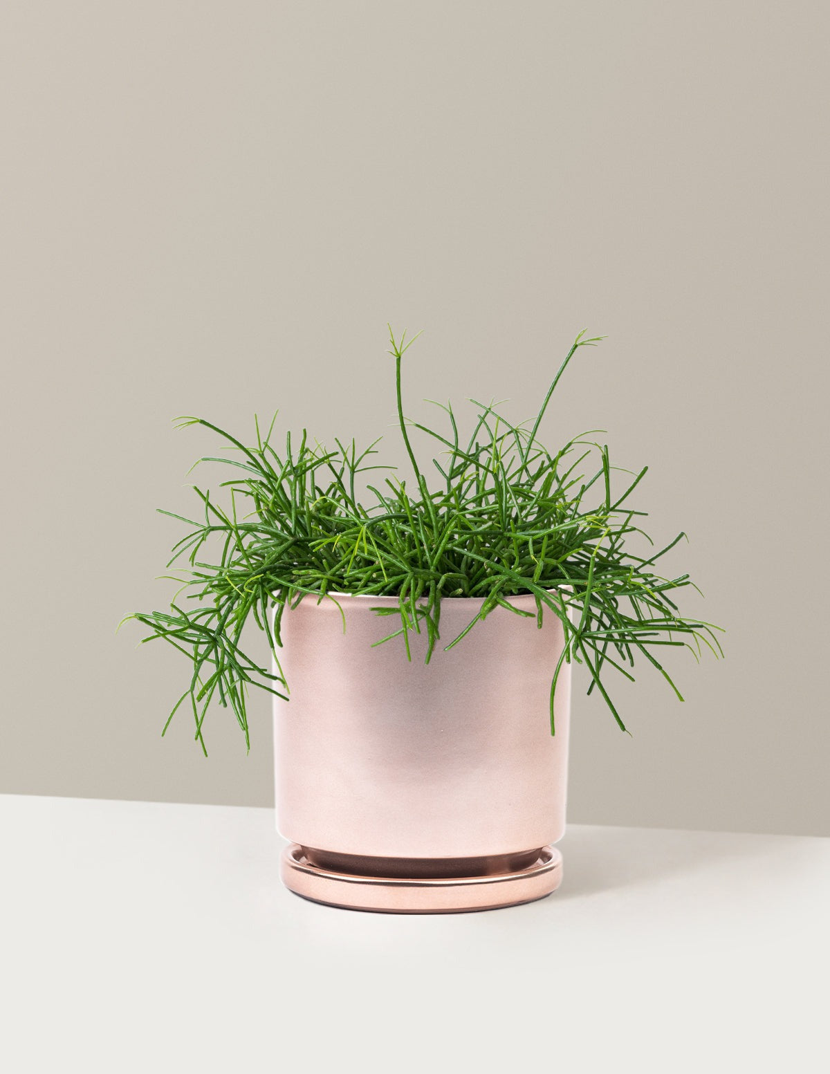 Mistletoe Cactus