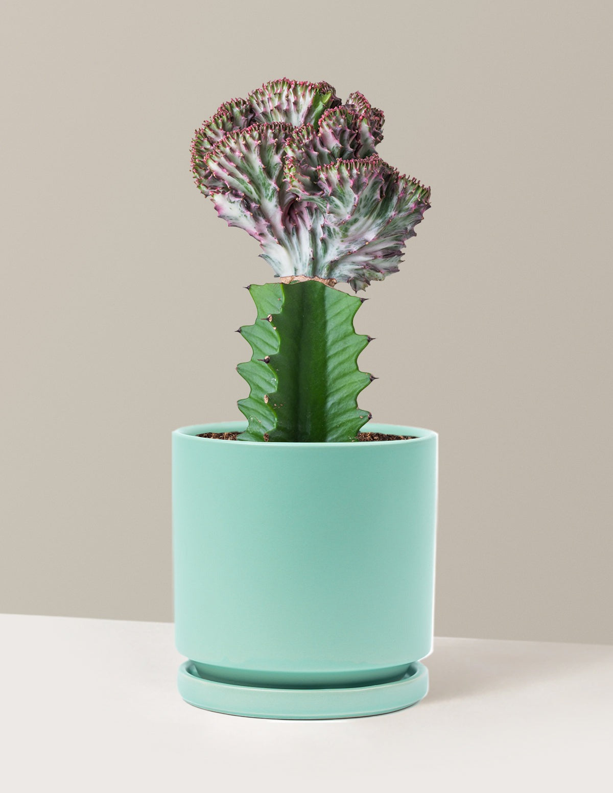 Mermaid Tail Cactus