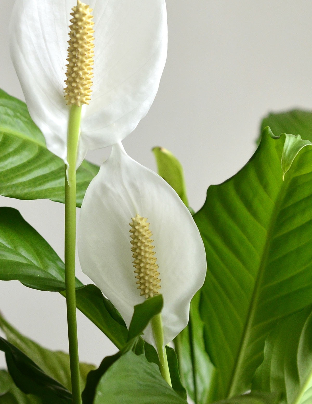 Peace Lily Party Pack