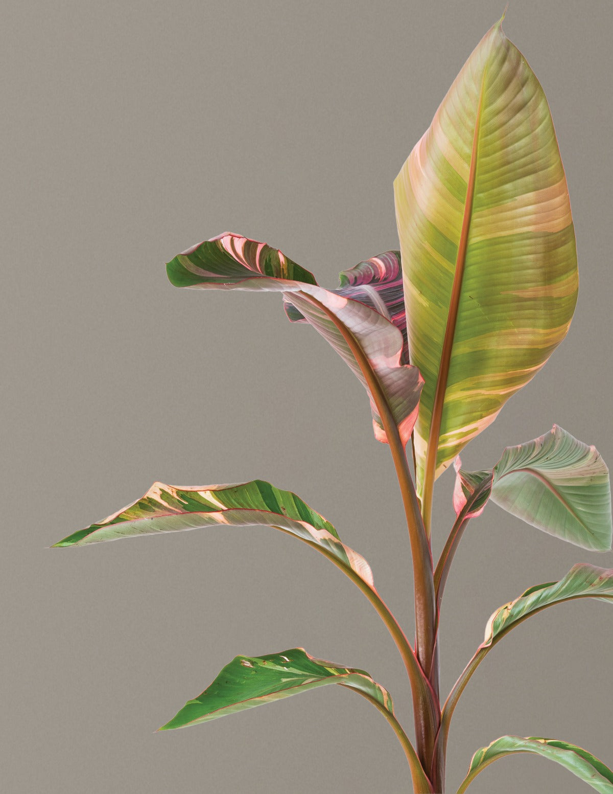 Musa Nono Pink Variegated Banana