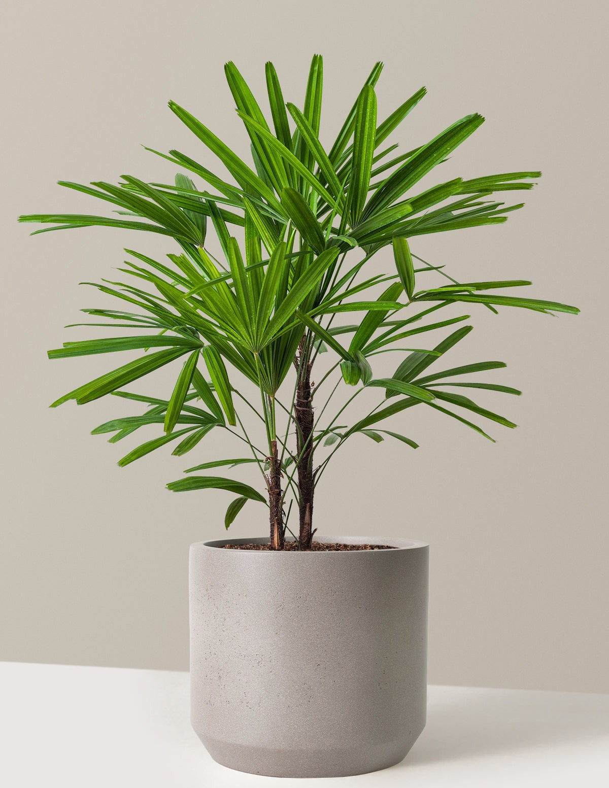 Large Lady Palm
