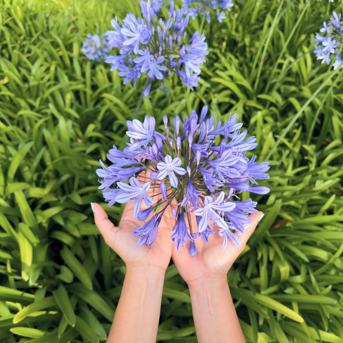 Baby PeteTM Agapanthus