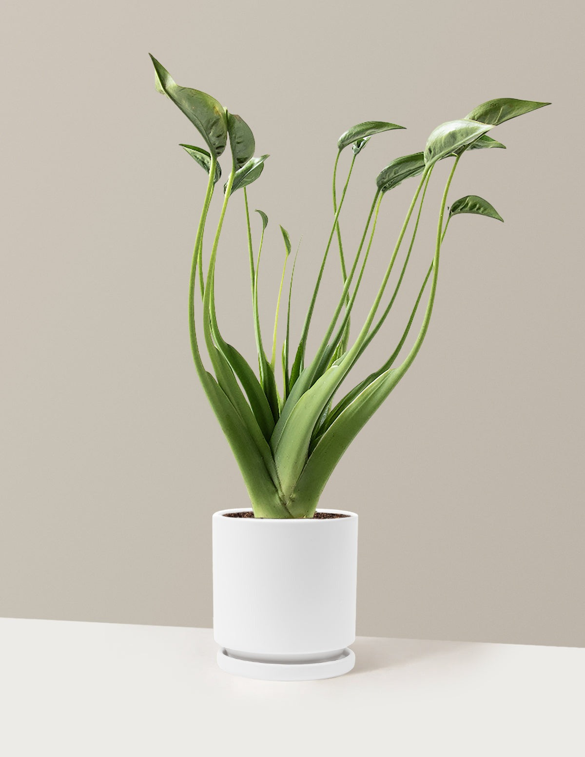 Alocasia Tiny Dancer