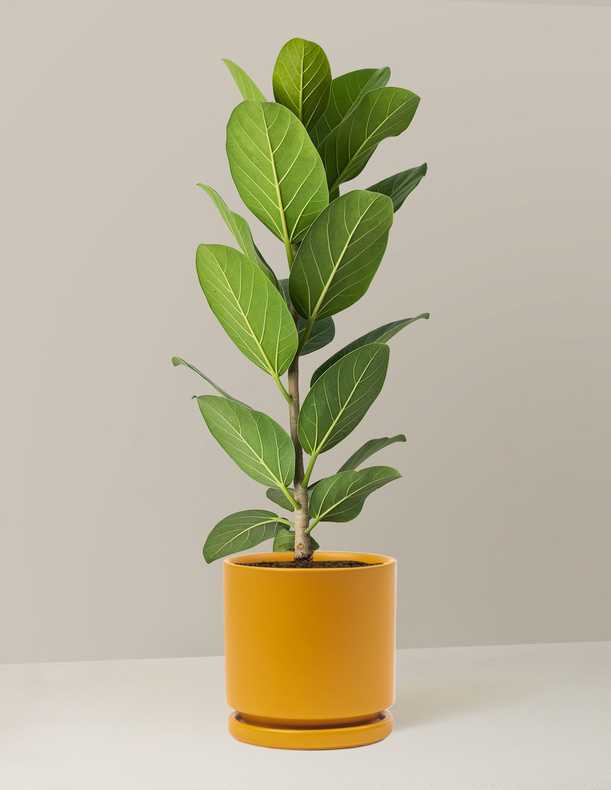 Ficus Audrey Bush