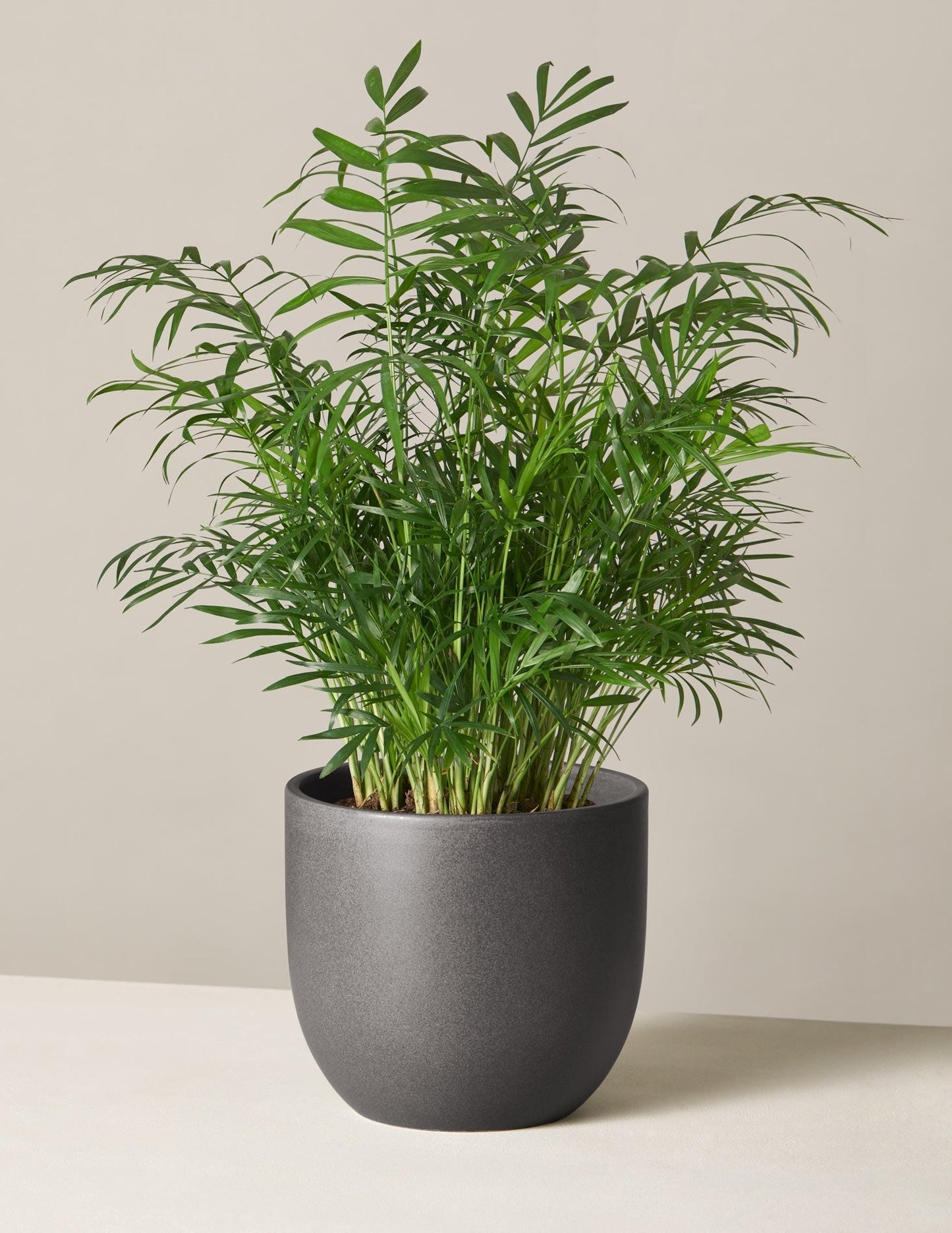 Plant Of The Month Club