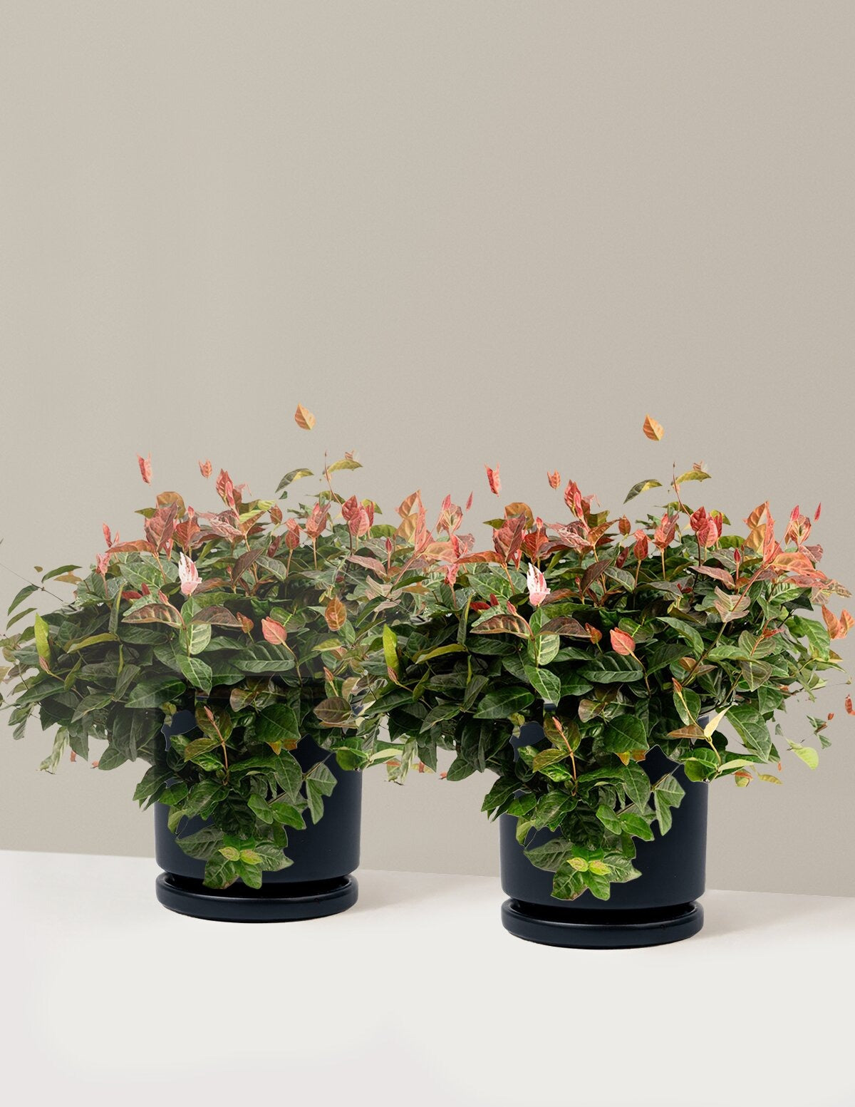 Snow-N-SummerTM Asiatic Jasmine