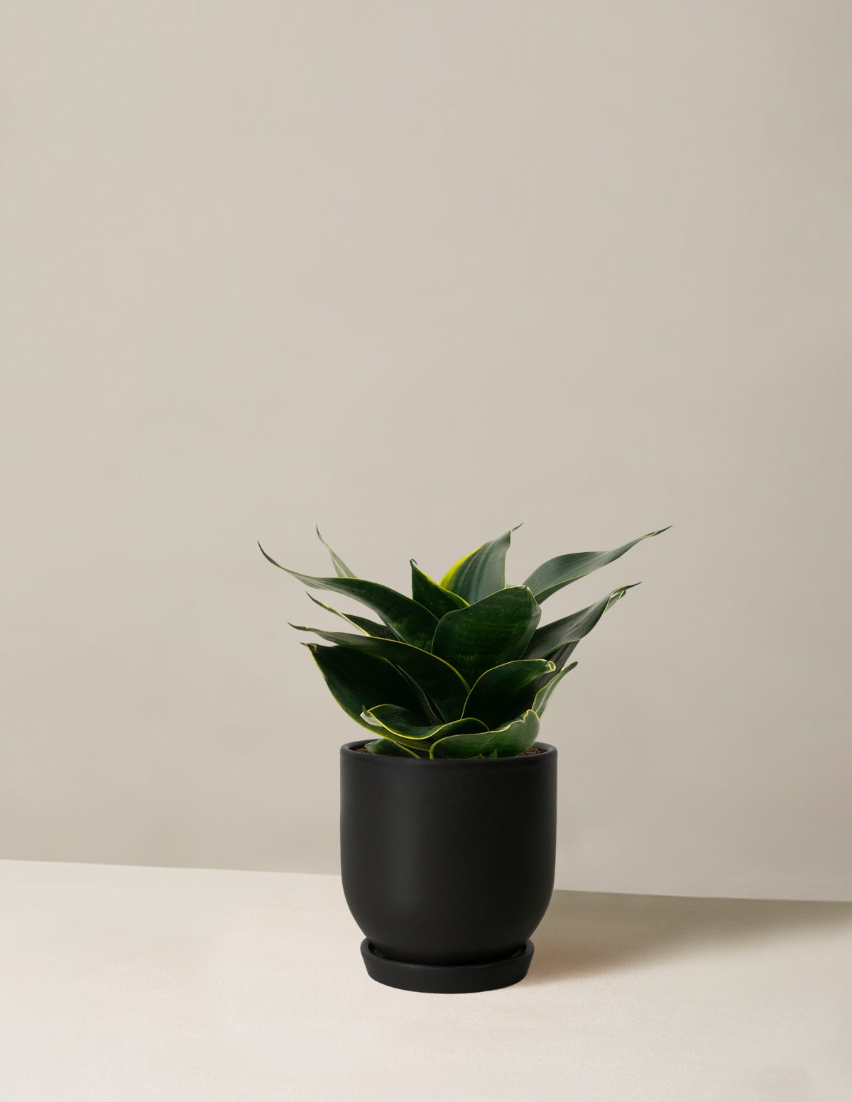 Snake Plant Hahnii