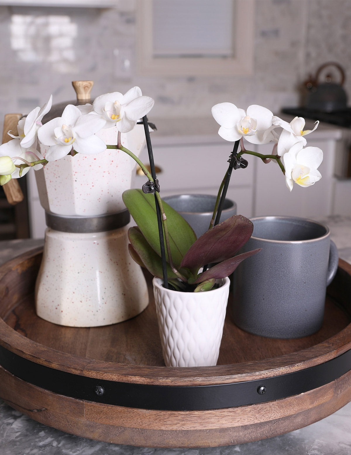 Mini Orchid Party Pack, 12
