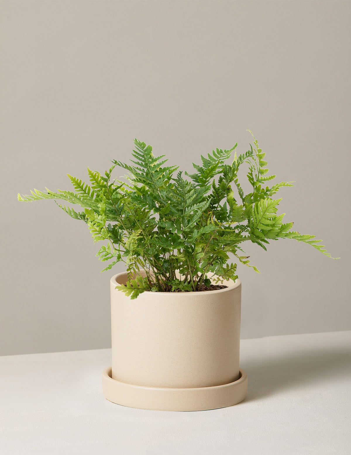 Japanese Shield Fern