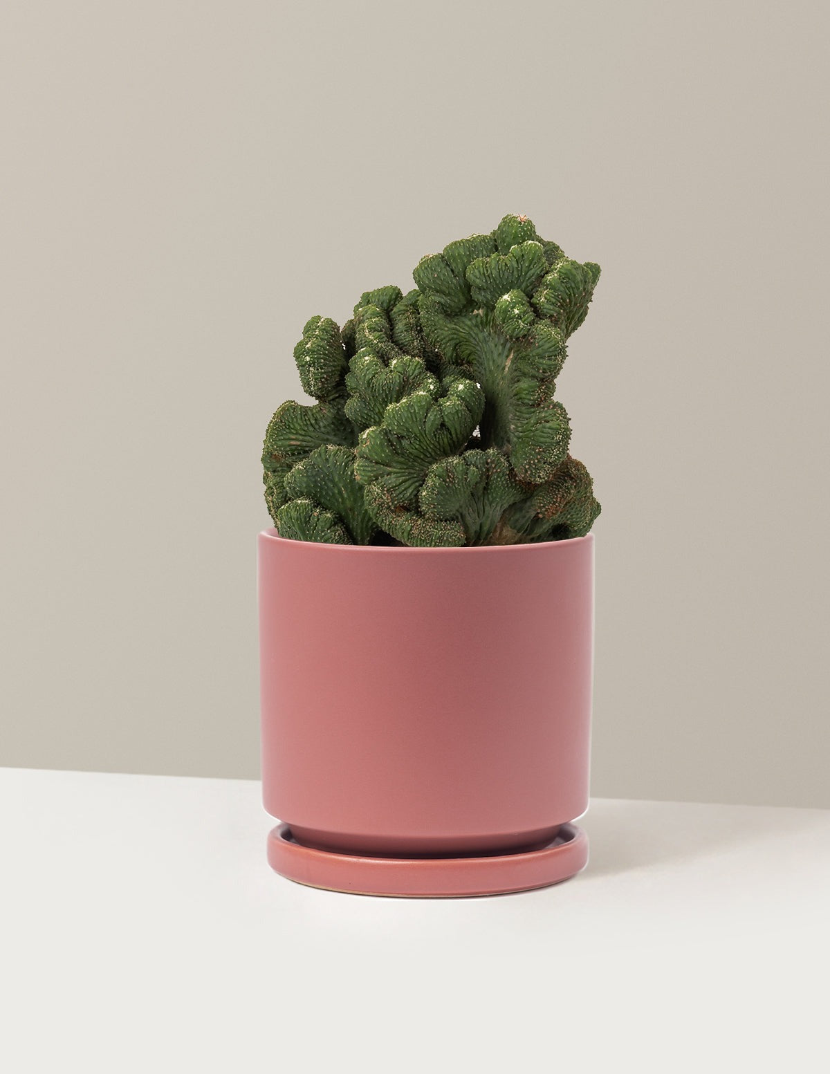Cereus Green Coral Cactus