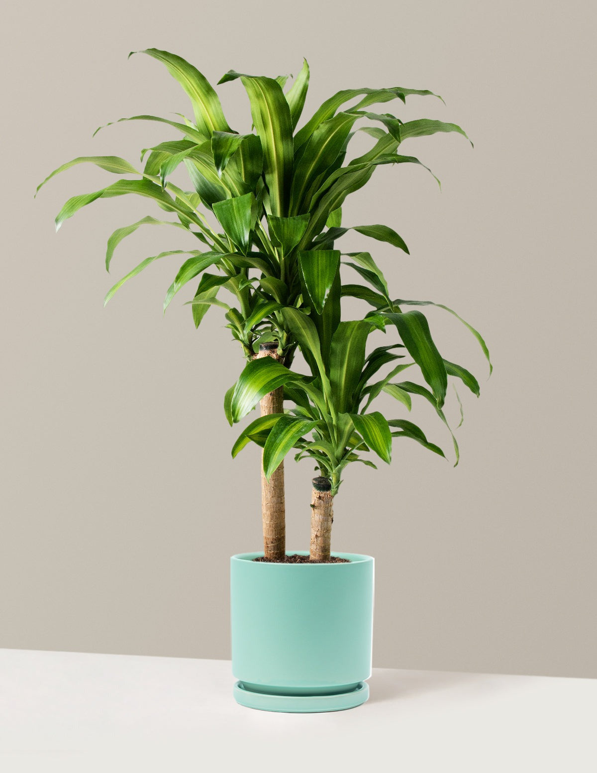 Dracaena Mass Cane
