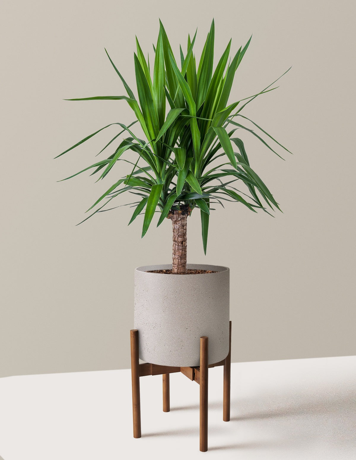 Yucca Plant Single Stem