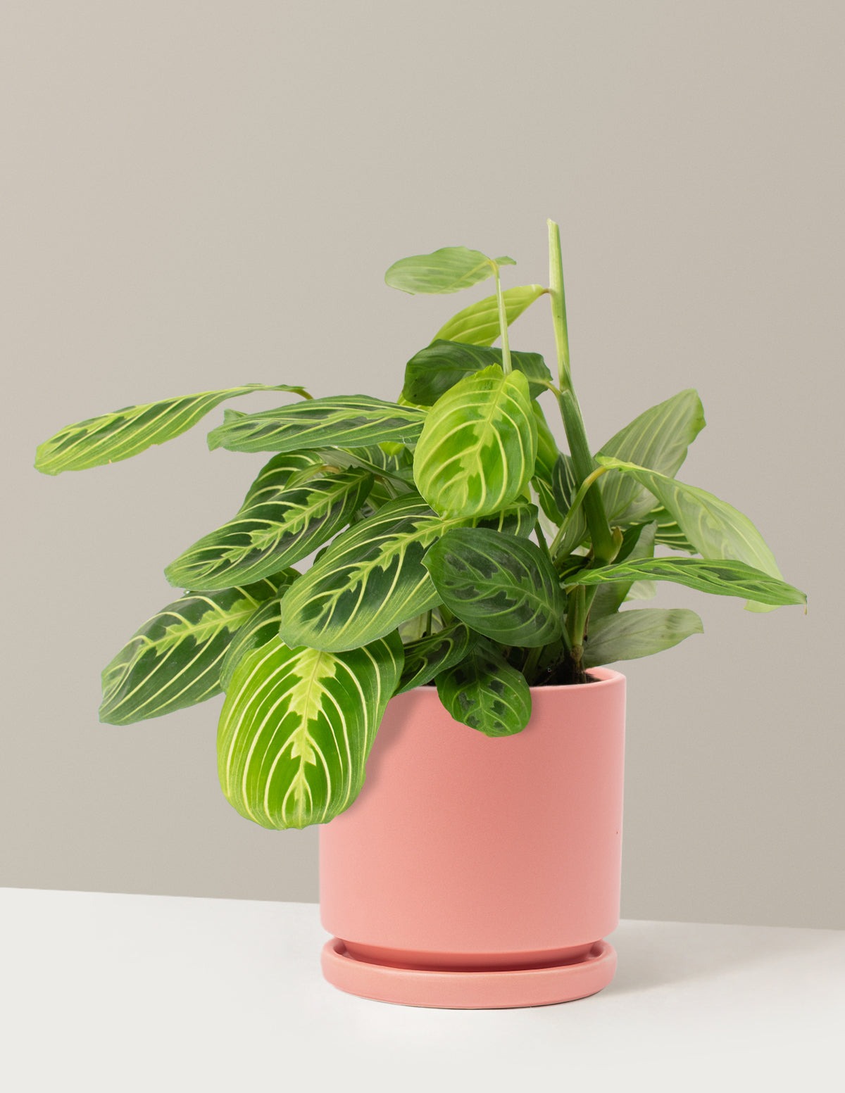 Lemon Lime Prayer Plant