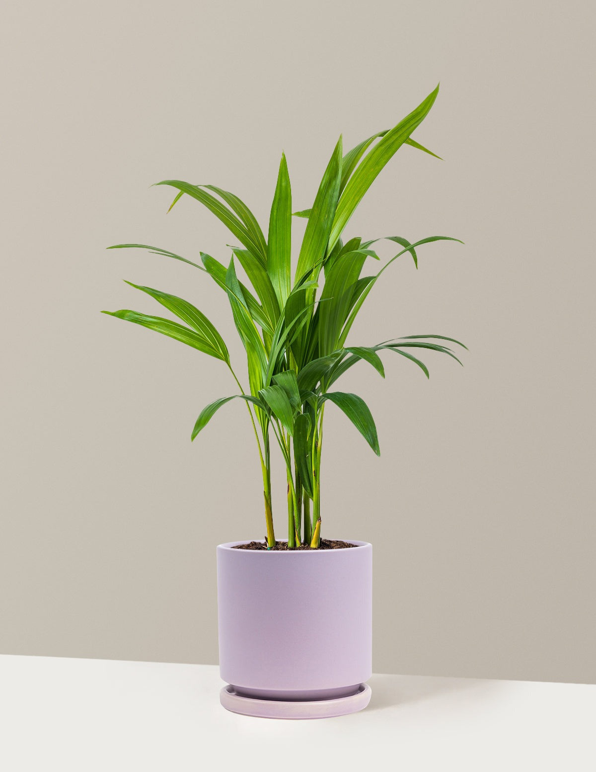 Areca Purifying Palm