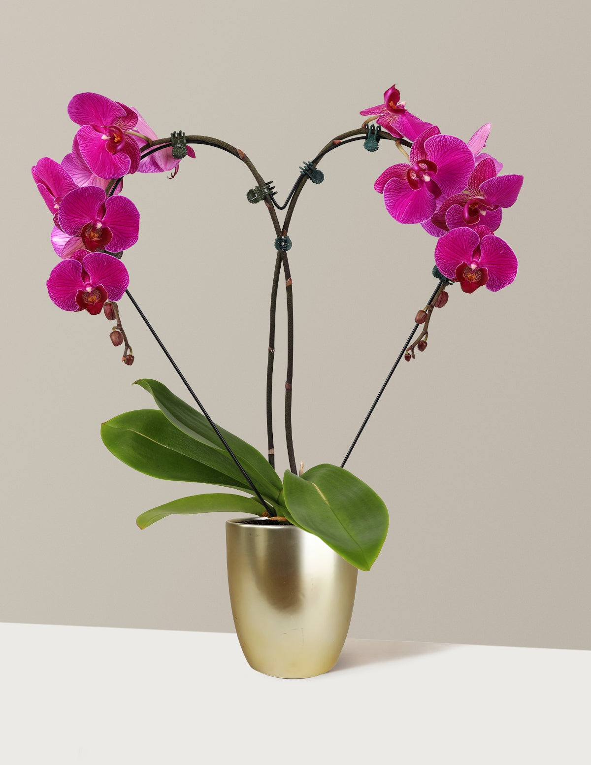 Heart Orchid