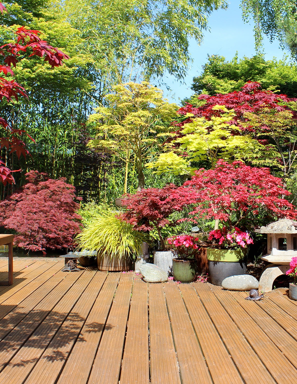 Coral Bark Japanese Maple Tree