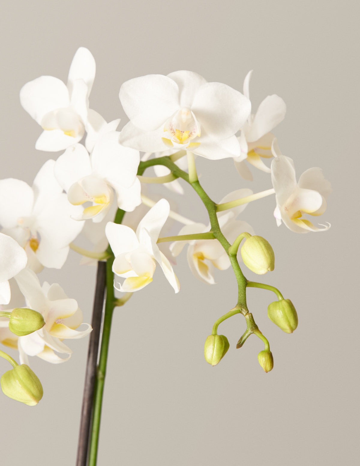 Classic Orchid Party Pack