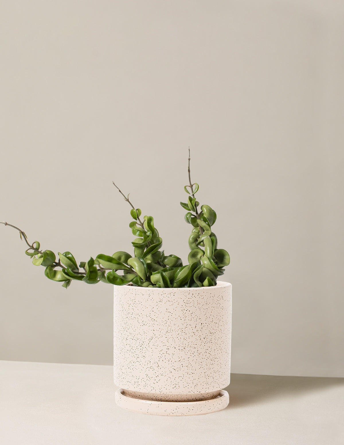 Hoya Rope