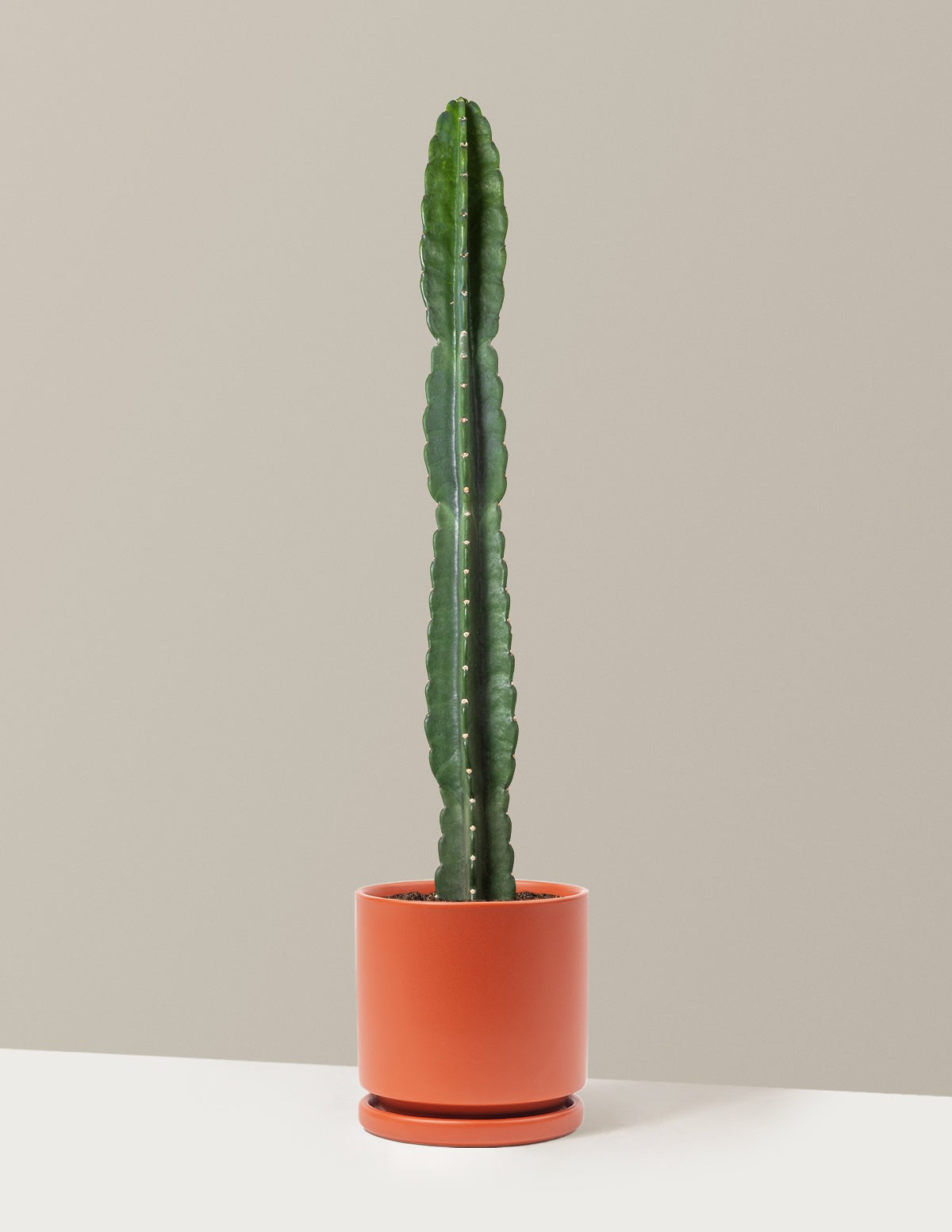 Cuddly Cactus