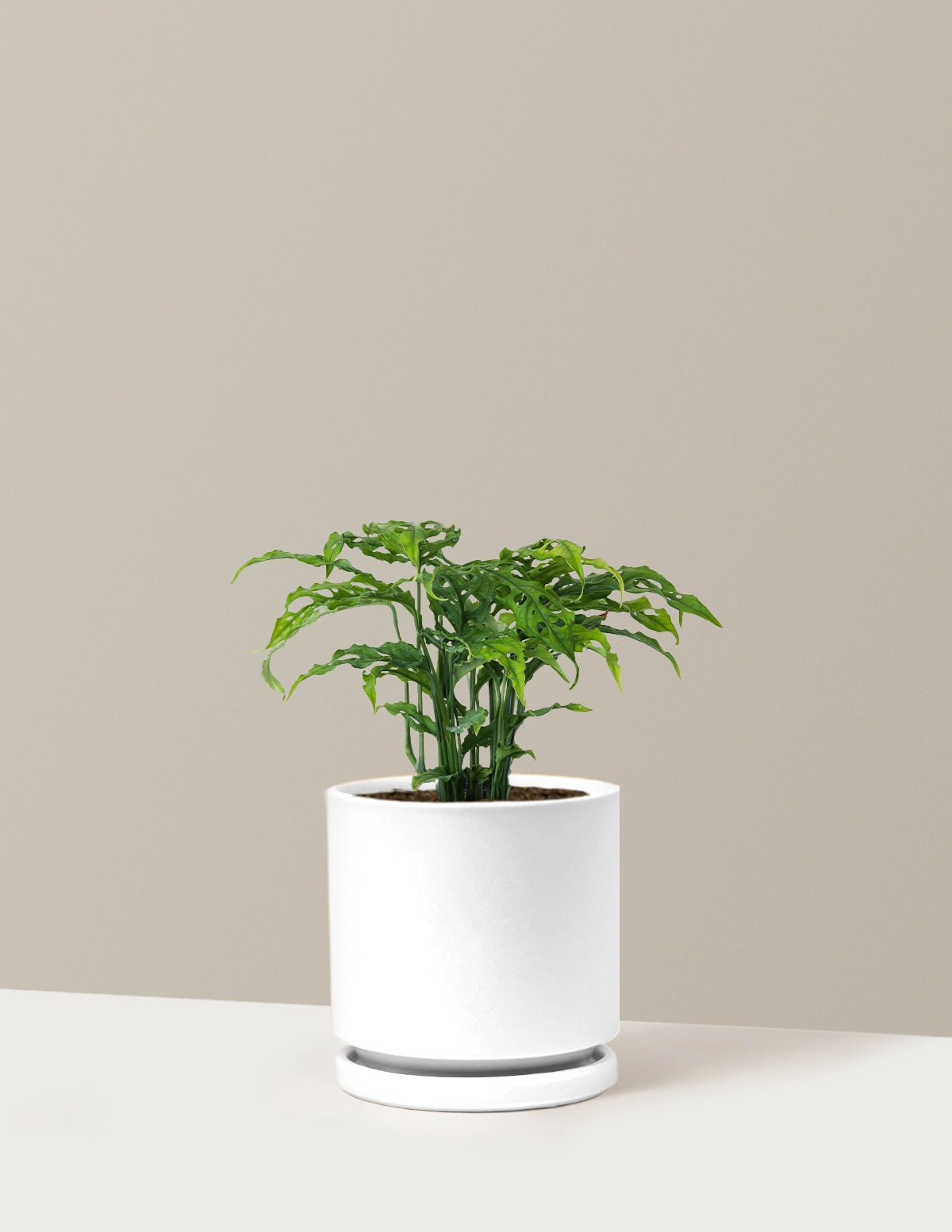 Rare Monstera Obliqua