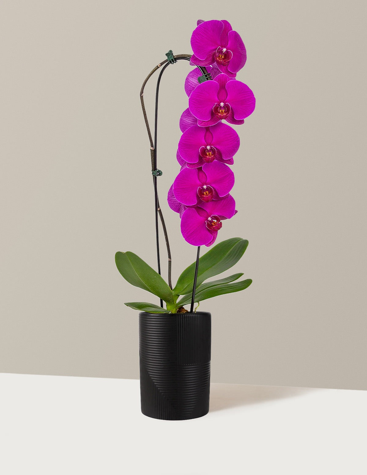 Waterfall Orchid