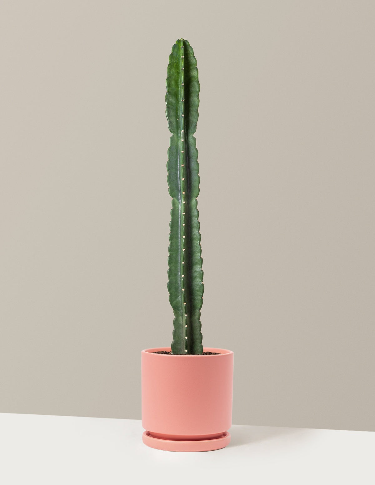 Cuddly Cactus