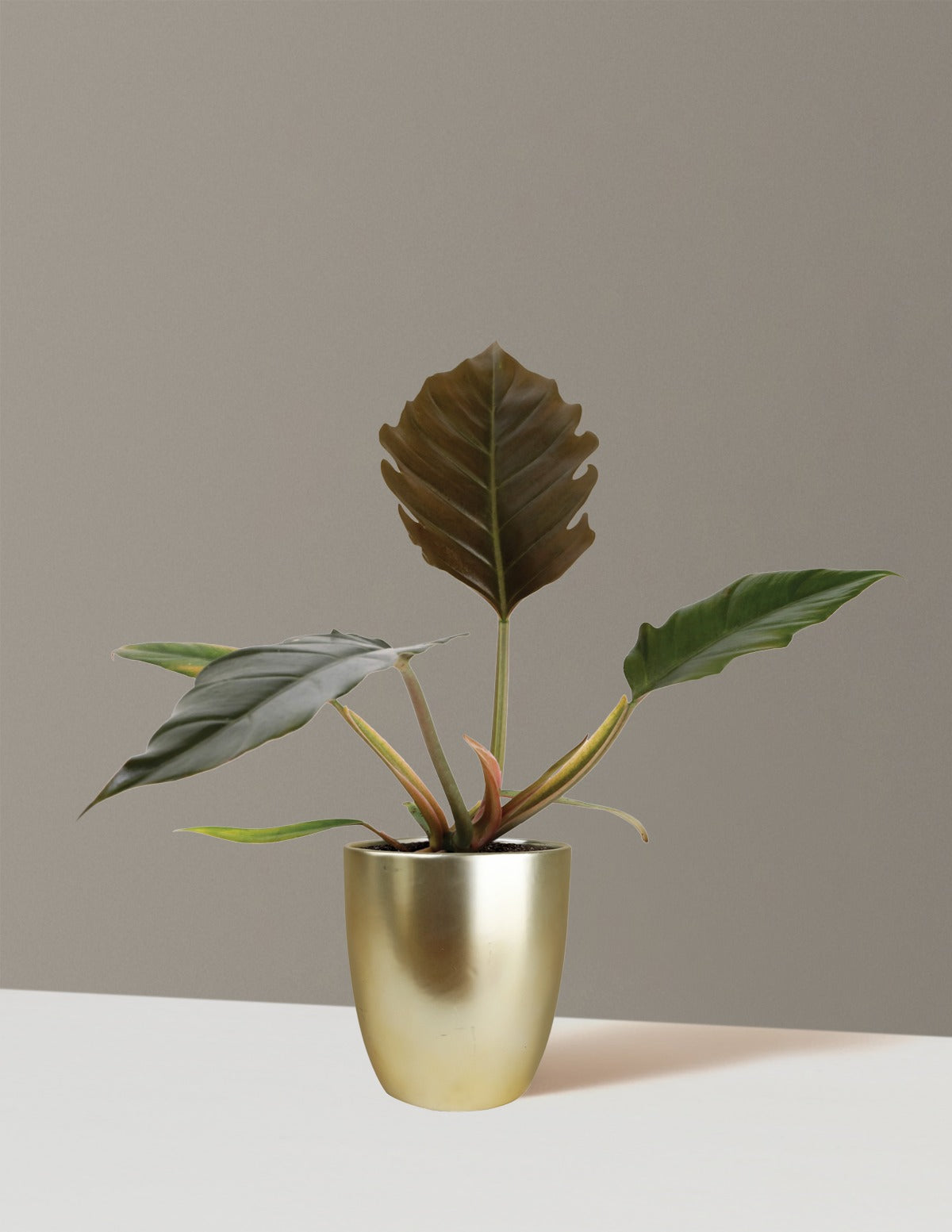 Philodendron Pluto