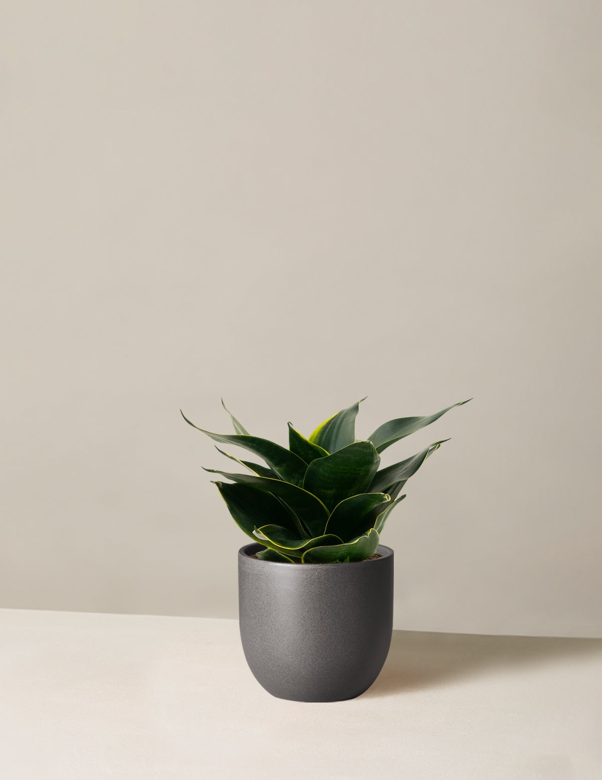 Snake Plant Hahnii